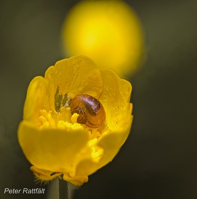I blomkalken