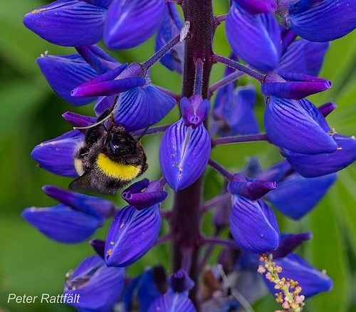 Humla bland lupiner