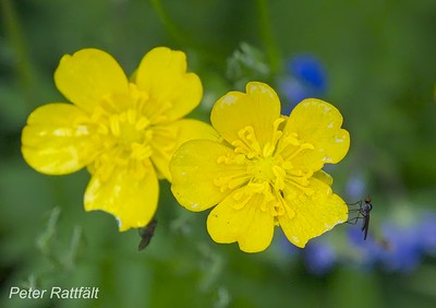 Smörblommor