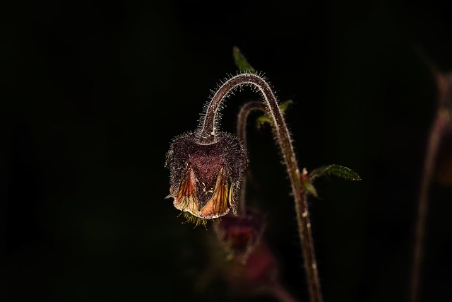 Humleblomster