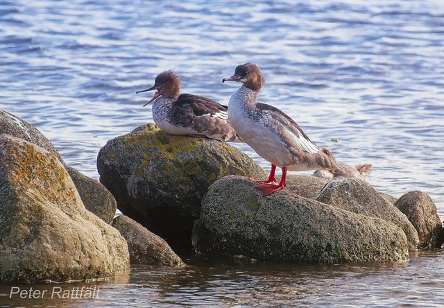 Vid strandkanten